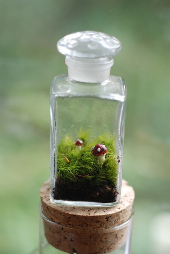 tiny mushroom terrarium by weegreenspot on Etsy
