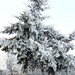Art photo- Lonely Pine in The City