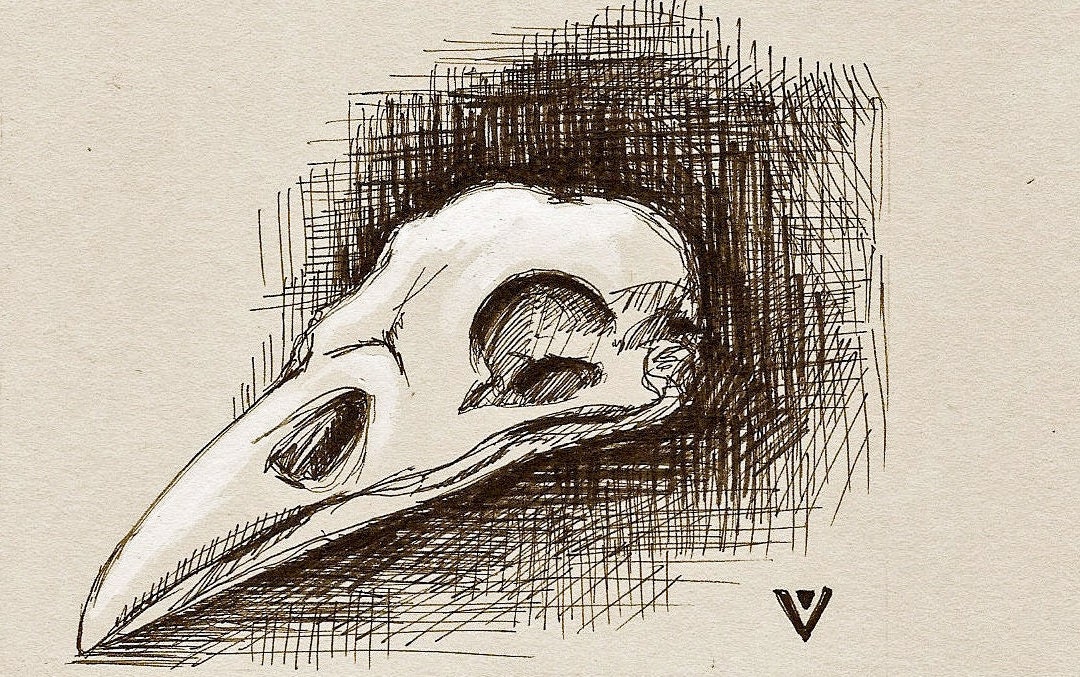 Bird Skull original drawing by VeeVeeArt on Etsy