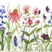 Watercolor Painting Natural History Illustration of Garden Flowers
