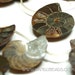 AMMONITE (ammolite) halved Fossil shell Beads 9 BIG focal beads 35-50mm ALL NATURAL --- VERY RARE