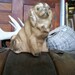 Sweet Vintage Pug Dog Figurine Pottery Bank from Rustysecrets