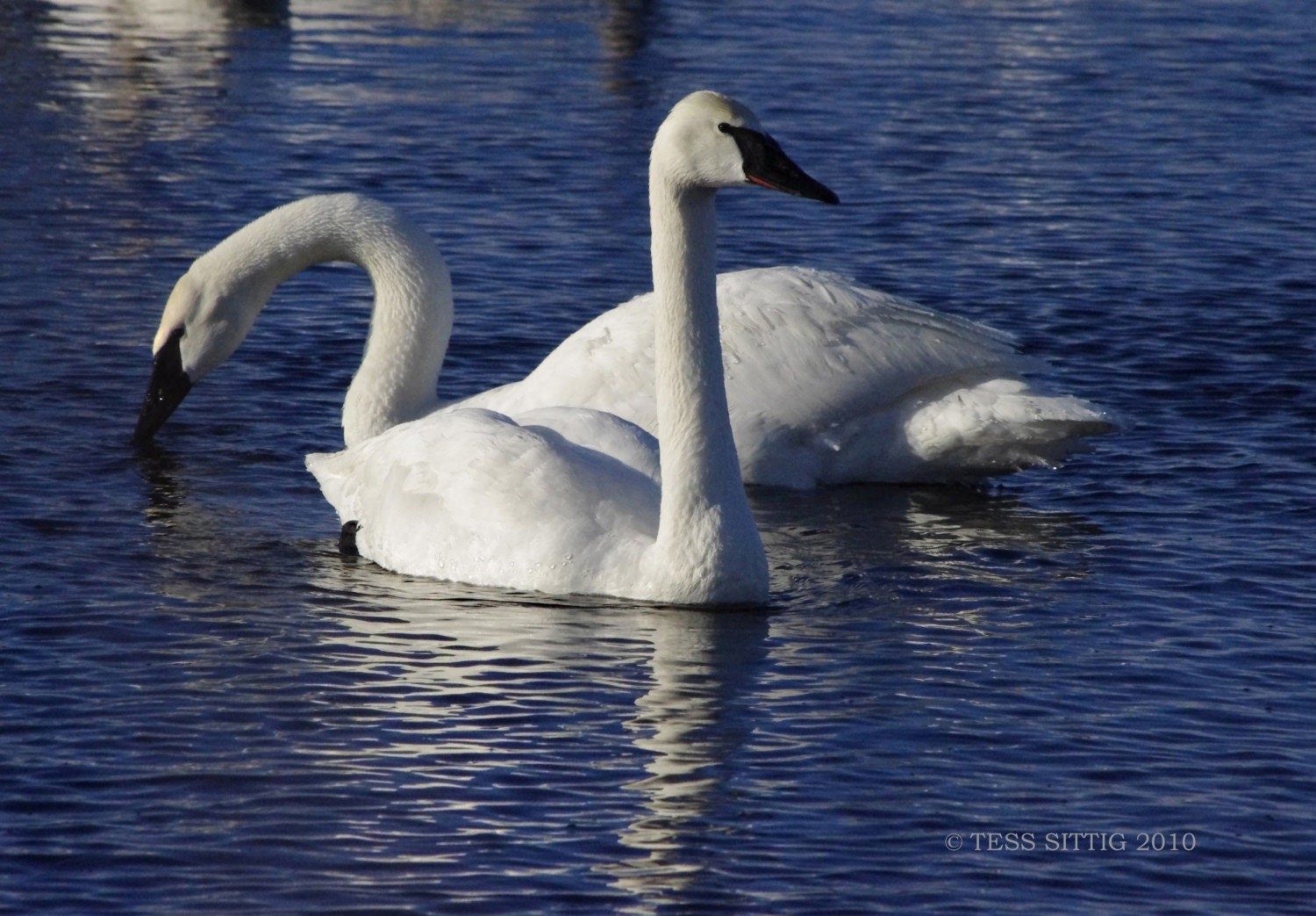 Graceful Swans Swan Photo Swan Photographic Print Nature