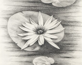 Calla Lily & Butterfly original pencil drawing