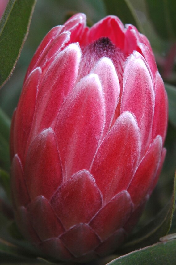 Items similar to Pink Mink Protea Protea Flower Hawaiian FlowerPink