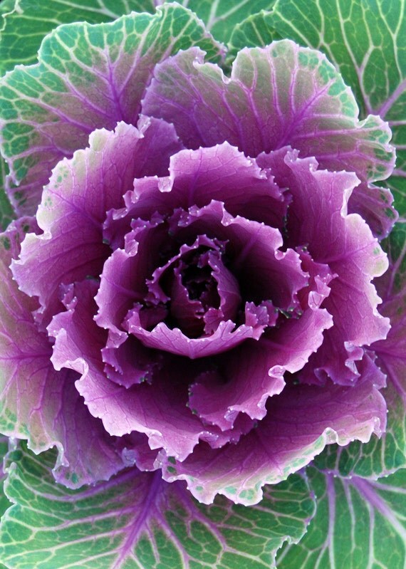items similar to ornamental cabbage purple green cabbage fine art photography wall art home items similar to ornamental cabbage purple green cabbage fine art photography wall art home