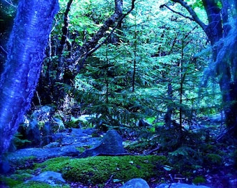 Cerulean Forest print, altered print of original photograph, enchanted forest, Dolly Sods