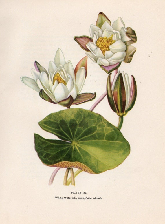 VINTAGE BOTANICAL WILDFLOWER PRINT WHITE WATER LILY PLATE
