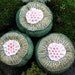 Green Ceramic Spore Pod Trio with Pink Center Wall Hanging