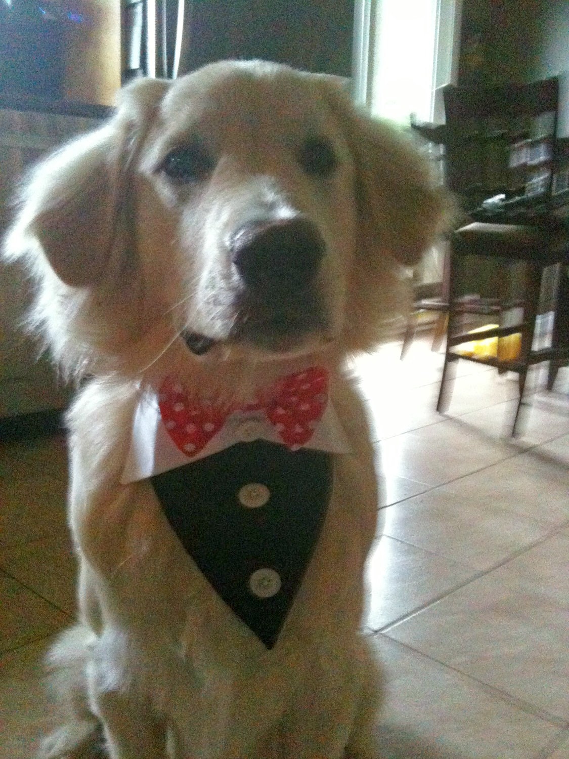 Dog Tuxedo Bandana L or XL