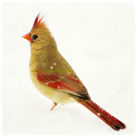 items similar to smile original female cardinal in snow items similar to smile original female cardinal in snow