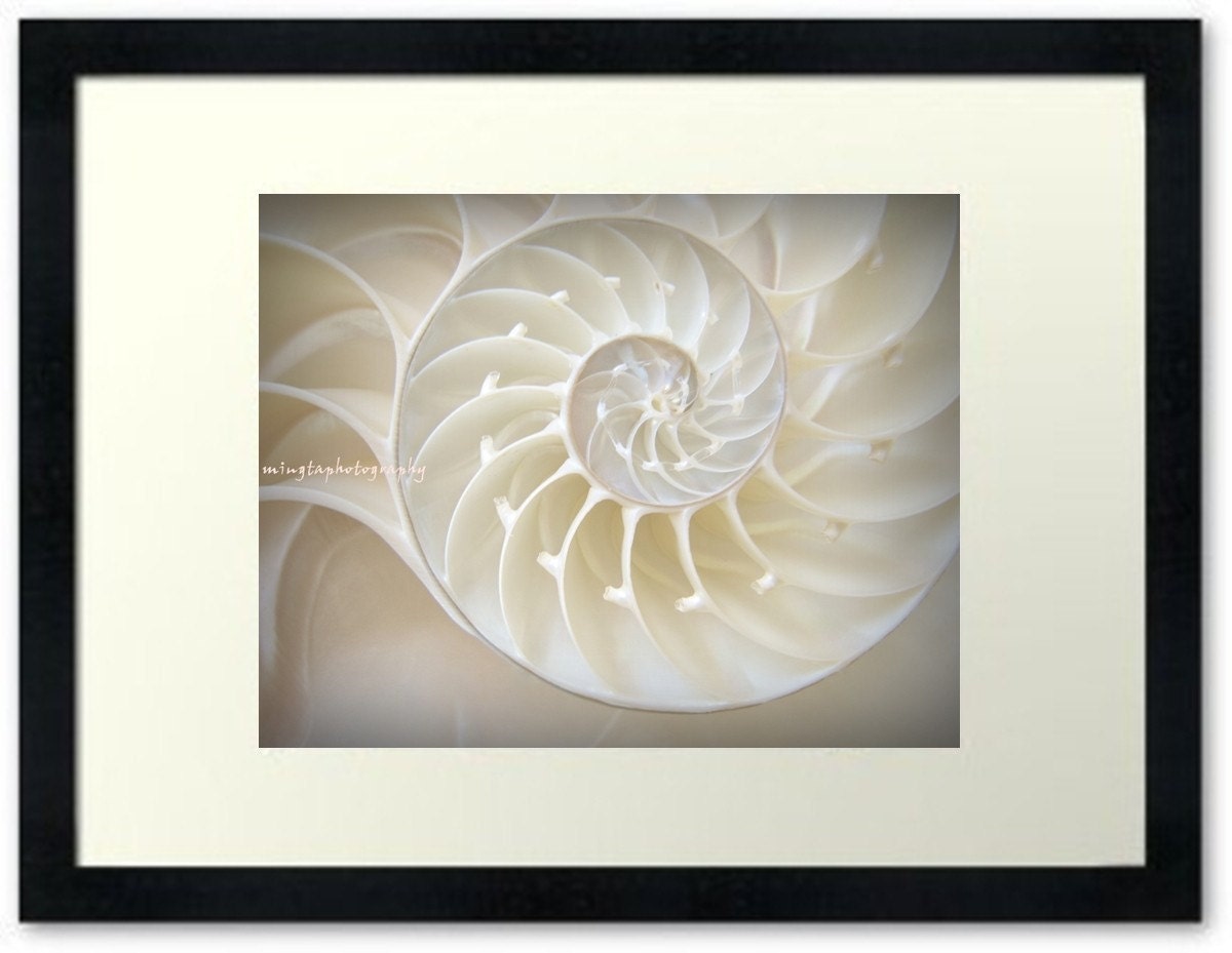 Ocean Dreaming Nautilus Shell Beach treasury Ocean is