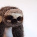 Mojave the Pocket Sloth