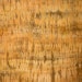 Hand Dyed Fabric Tiger Maple - One Yard