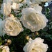 Giclee Print - Paper Roses