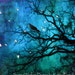 50% OFF SALE Nature Raven Photography, Surreal Fantasy Trees, Gothic Raven Crow Art, Blue Fantasy Nature Tree Limbs, Spooky Haunting Raven