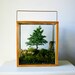 Table Top Forest Terrarium