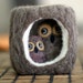 Owls in a Hollow House