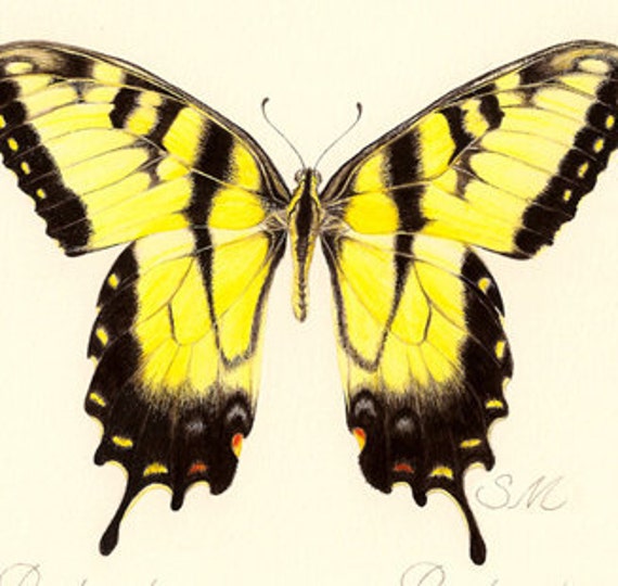 Tiger Swallowtail Butterfly print-from gouache painting