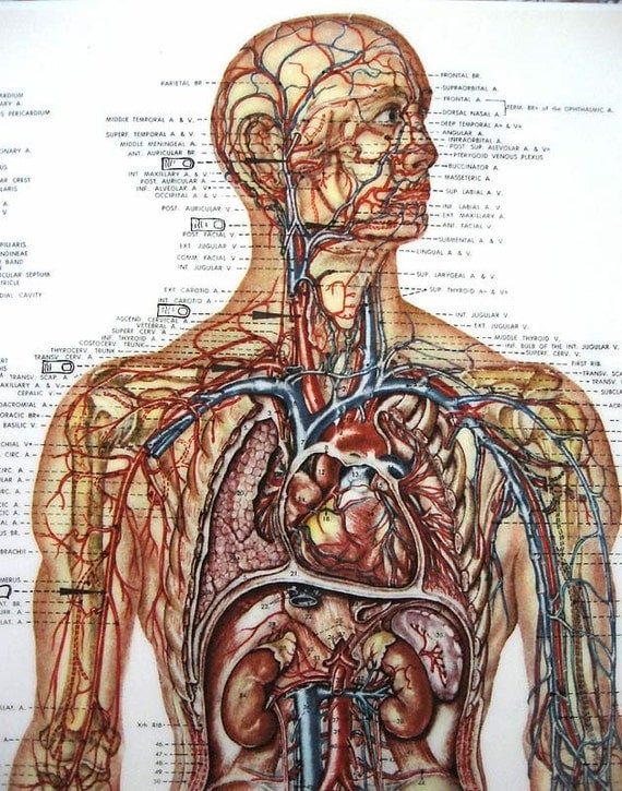 Vintage Anatomy Chart