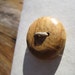 4 Apple Wood Buttons-Handmade Wooden Buttons in Reclaimed Apple- Knitting, Sewing, Craft Buttons