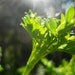Organic Parsley Seeds- Curled Parsley