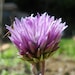 Organic Chive Seeds