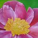 Hot Pink Peony Flower - Original Oil Painting
