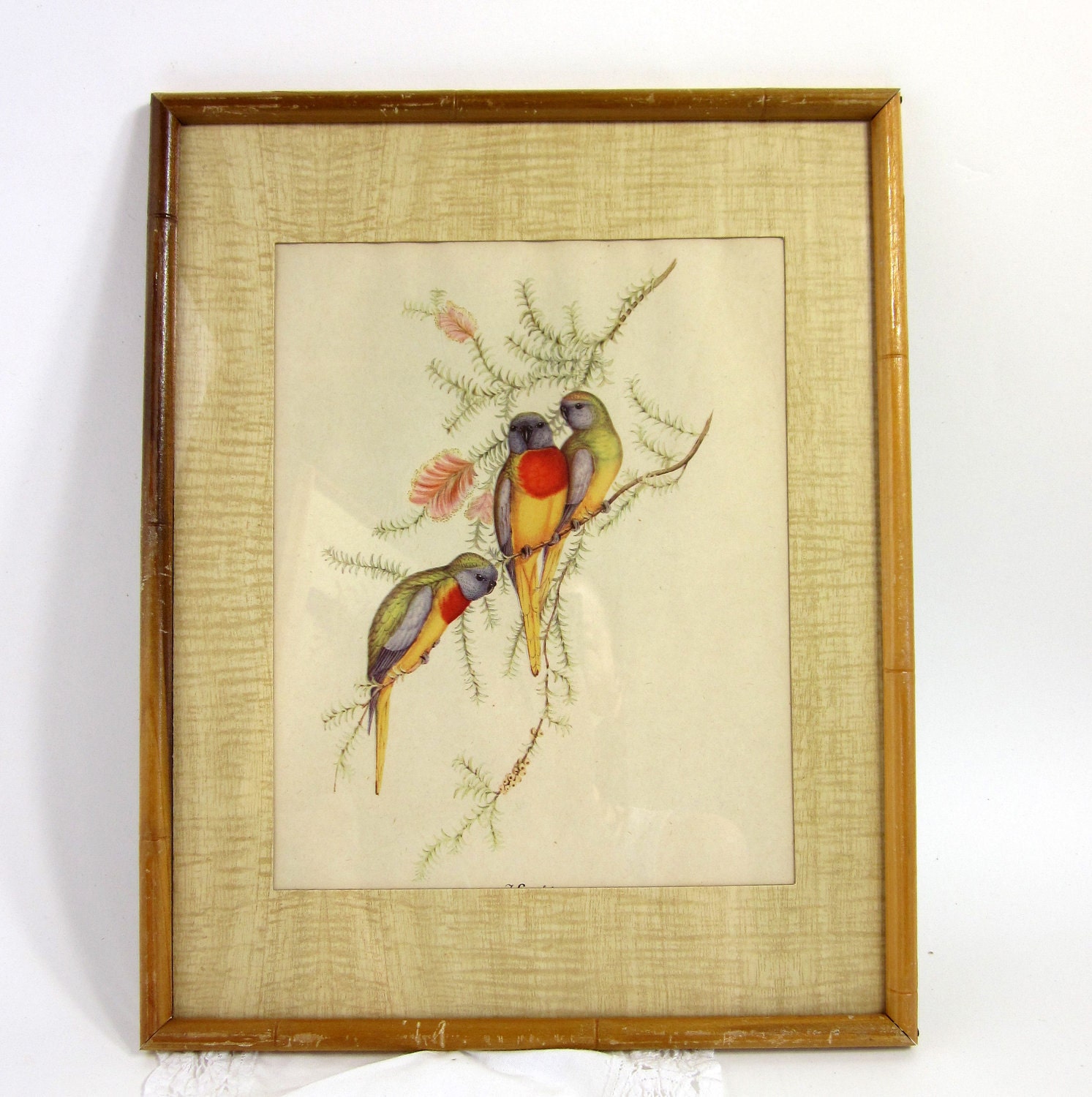 Vintage Framed J. GOULD Parakeet Prints