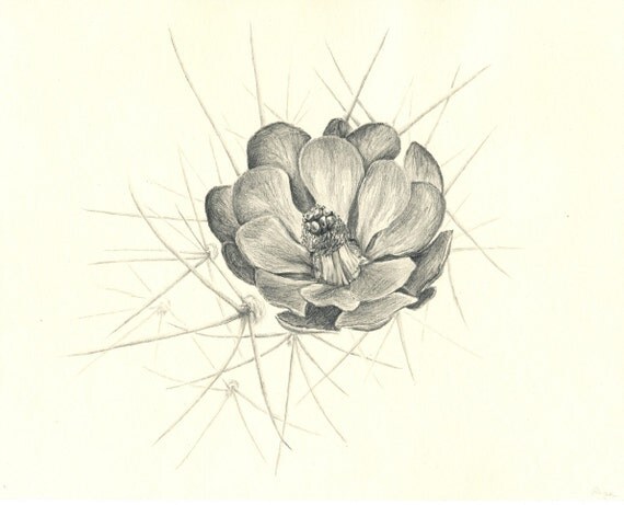 Items similar to Cactus Flower Original Pencil Drawing on Etsy