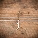 Shed White Tail Deer Antler Keychain - MINI spike - Elegantly Burly Brass Chain & Clasp