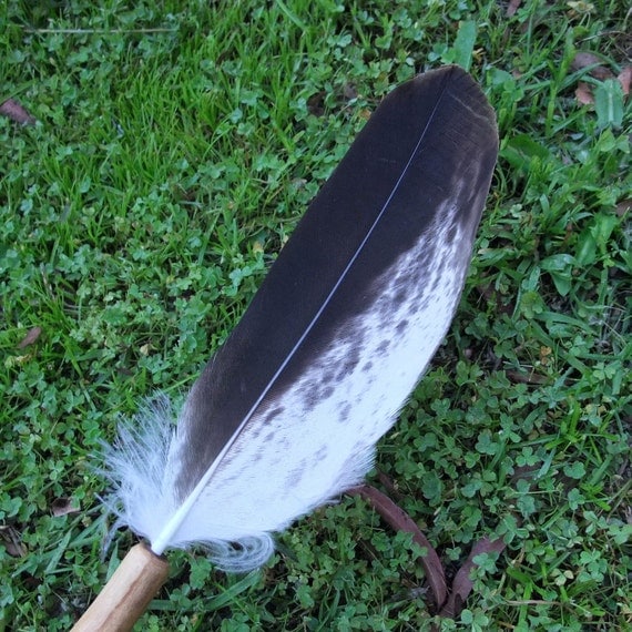 Wedge tailed Eagle smudging feathers 315mm by NaturesArtMelbourne