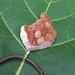 reserved for Hayley - Petrified wood pendant - petrified fern tree necklace - rare & unique