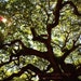 Ladder to Dreamland - Angel Oak Charleston SC Photography Tree Branches Woodland South Carolina Print Art Wall Hanging - 8x10 Photograph