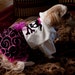 Party Dog Dress Black with Hot Pink Swirls