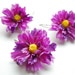 purple fuchsia yellow, wild flowers, set of 3 bobby pins, weddings accessories, bridal hair clip, bridesmaids, flower girl, photo prop