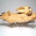 French Bulldog Flying