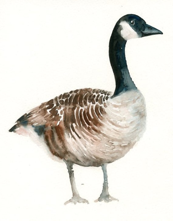 CANADA GOOSE by DIMDI Original watercolor painting