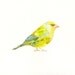 GREENFINCH by DIMDI Original watercolor painting 10x8inch