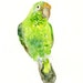 PARROT Original watercolor painting 8x10inch (Vertical orientation)