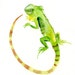 IGUANA by DIMDI Original watercolor painting 8x10inch (Vertical orientation)