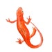 NEWT Original watercolor painting 8x10inch (Vertical orientation)