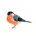 BULLFINCH by DIMDI Original watercolor painting 10X8inch
