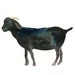 BLACK GOAT by DIMDI Original watercolor painting 10x8inch