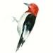 RED headed WOODPECKER by DIMDI Original watercolor painting 8X10inch(Vertical orientation)