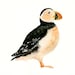 PUFFIN Original watercolor painting 10X8inch