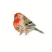 red HOUSE FINCH by DIMDI Original watercolor painting 10X8inch