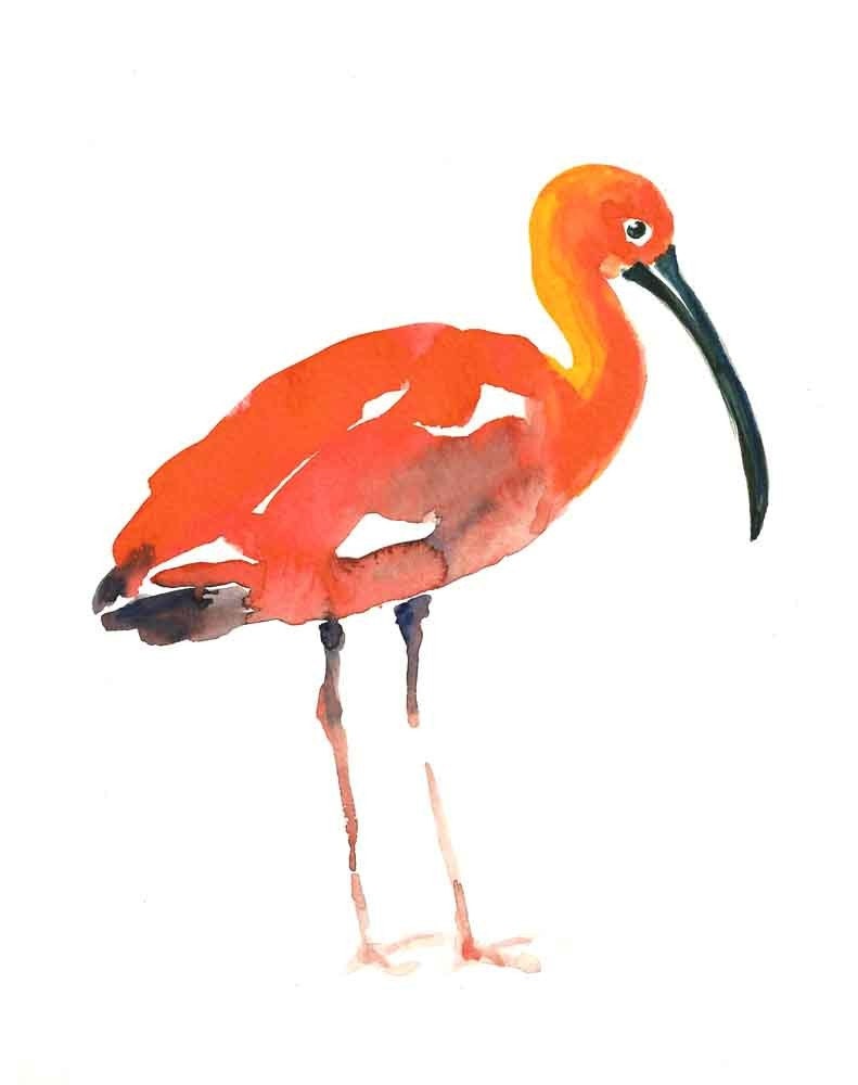 SCARLET ibis by DIMDI Original watercolor painting