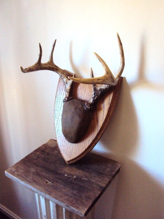 Vintage Deer Antler Mounting on Oak Wood Plaque