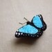 Hand Embroidered Blue Morpho Butterfly Brooch